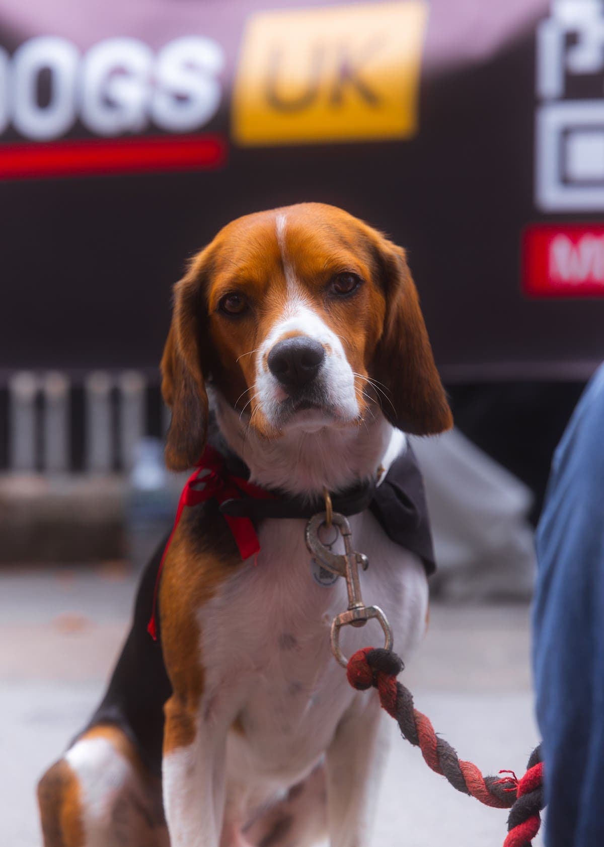 London march — photograph by Mags Media