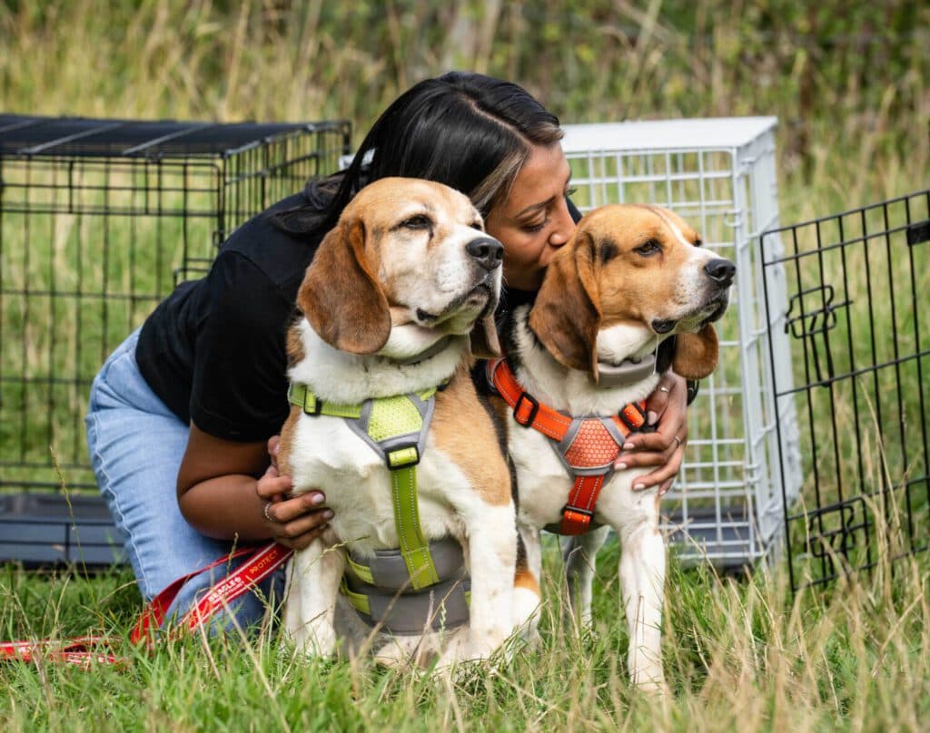 A liberated beagle taking first steps on grass