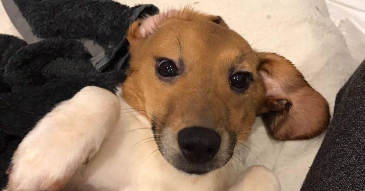 A rescued beagle puppy lying in a blanket, looking up at the camera.