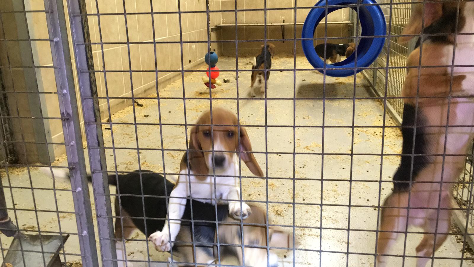 Inside a beagle breeding facility - conditions similar to Green Hill