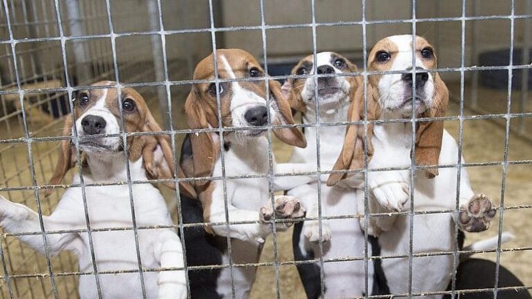 Scared dogs in cages - the conditions beagles face at breeding facilities