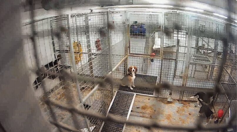 A beagle inside MBR Acres breeding facility