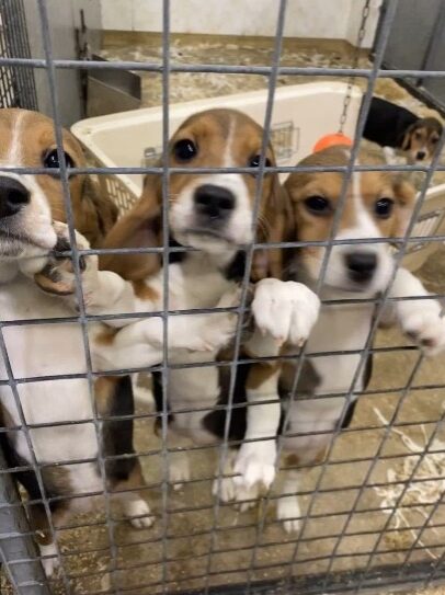 Inside a facility like MBR Acres - beagles held before procedures