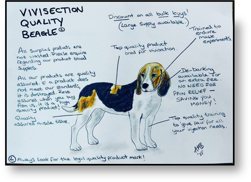 An illustration of a beagle, documenting how a vivisectionist sees them