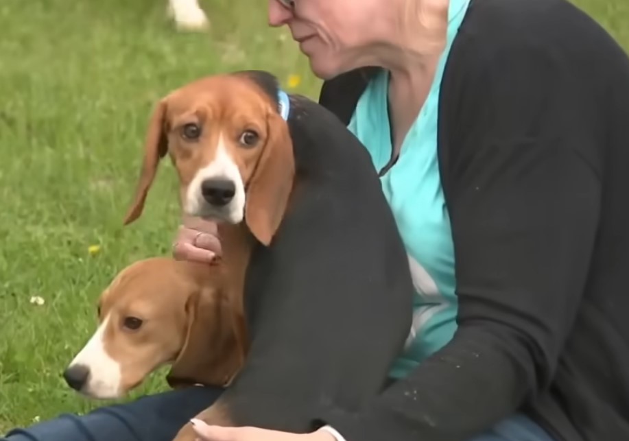 Ridglan Farms beagles released
