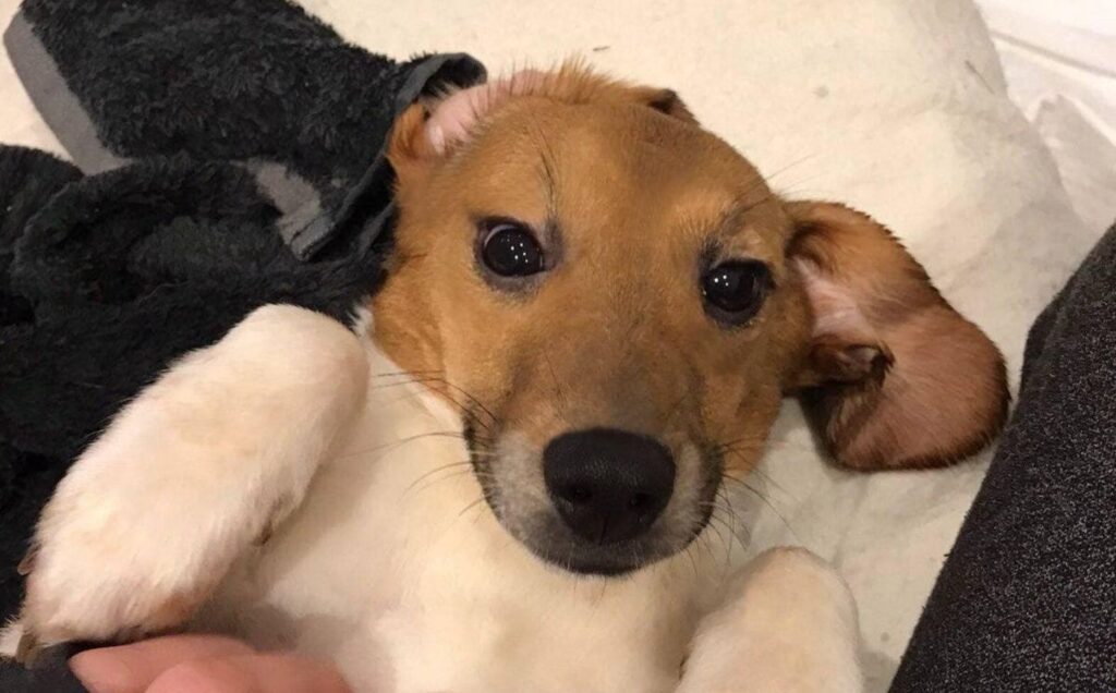 A rescued beagle safe in a foster home